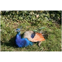 Tierwelt-Actionfoto24_de_034.jpg