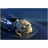 Tierwelt-Actionfoto24_de_039.jpg