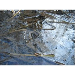 Wasser-Actionfoto24_de_014.jpg