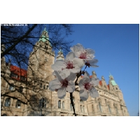 Hannover-City--ActionFoto24.de-054.jpg