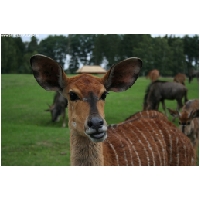 Serengeti-Park-Actionfoto24.de-001.jpg