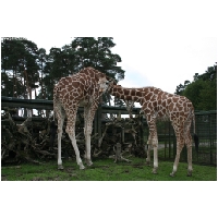 Serengeti-Park-Actionfoto24.de-007.jpg