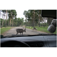 Serengeti-Park-Actionfoto24.de-011.jpg