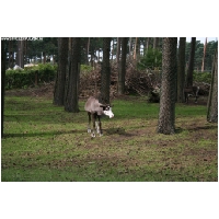 Serengeti-Park-Actionfoto24.de-013.jpg