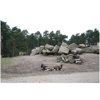 Serengeti-Park-Actionfoto24.de-016.jpg