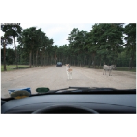 Serengeti-Park-Actionfoto24.de-018.jpg
