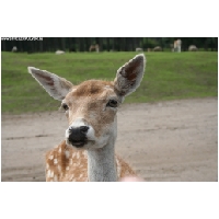 Serengeti-Park-Actionfoto24.de-028.jpg