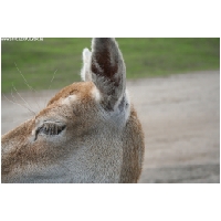 Serengeti-Park-Actionfoto24.de-037.jpg