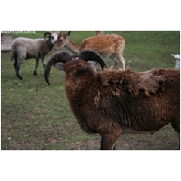 Serengeti-Park-Actionfoto24.de-059.jpg