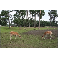 Serengeti-Park-Actionfoto24.de-063.jpg