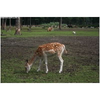 Serengeti-Park-Actionfoto24.de-064.jpg