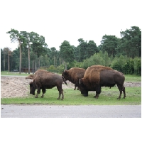 Serengeti-Park-Actionfoto24.de-071.jpg
