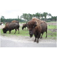Serengeti-Park-Actionfoto24.de-078.jpg