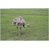 Serengeti-Park-Actionfoto24.de-088.jpg