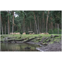 Serengeti-Park-Actionfoto24.de-089.jpg