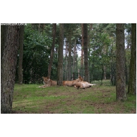 Serengeti-Park-Actionfoto24.de-095.jpg