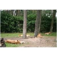 Serengeti-Park-Actionfoto24.de-097.jpg
