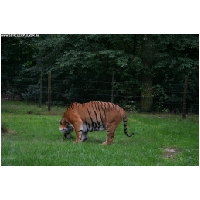 Serengeti-Park-Actionfoto24.de-100.jpg
