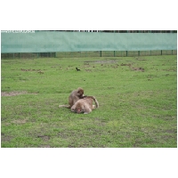 Serengeti-Park-Actionfoto24.de-107.jpg