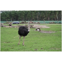 Serengeti-Park-Actionfoto24.de-116.jpg
