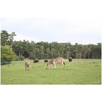 Serengeti-Park-Actionfoto24.de-120.jpg