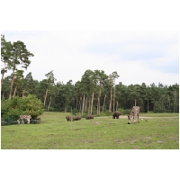 Serengeti-Park-Actionfoto24.de-123.jpg