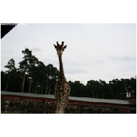 Serengeti-Park-Actionfoto24.de-131.jpg
