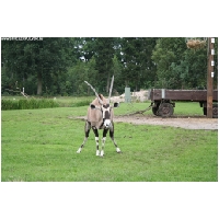 Serengeti-Park-Actionfoto24.de-134.jpg