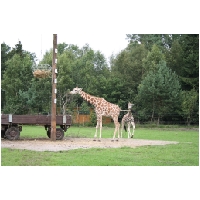 Serengeti-Park-Actionfoto24.de-135.jpg